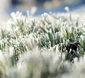 Pflanzen vor Frost schützen