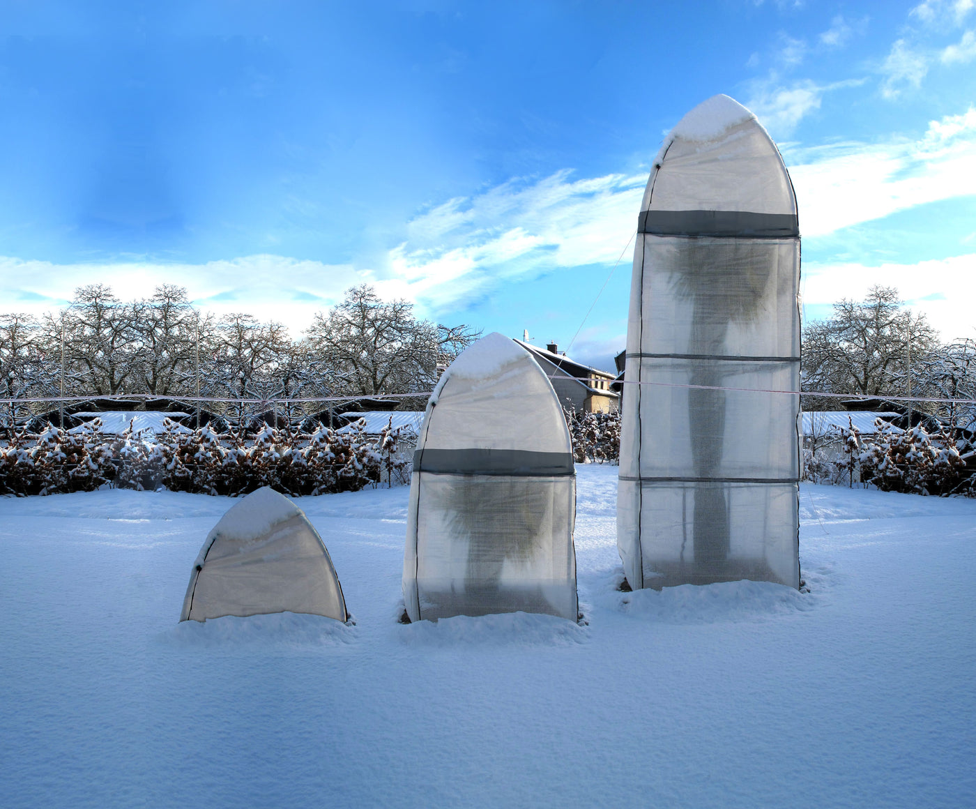 Winterschutz für Palmen