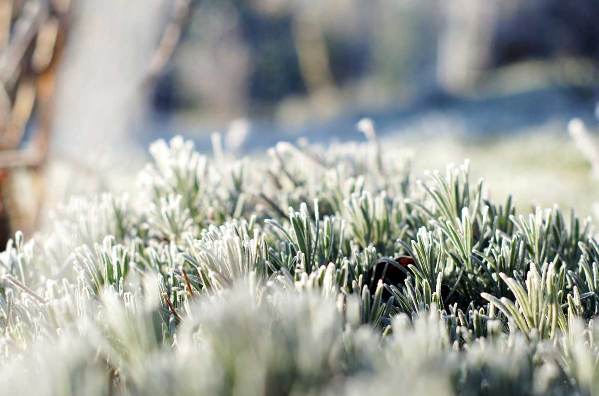 Pflanzen vor Frost schützen