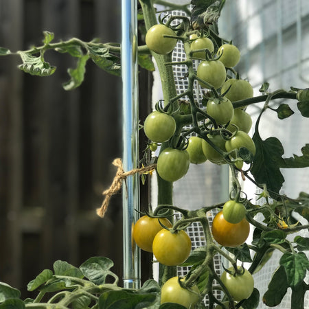 Bio Green Rankhilfe für Patioflora 100/120/200 - 3er Set - Milieu2