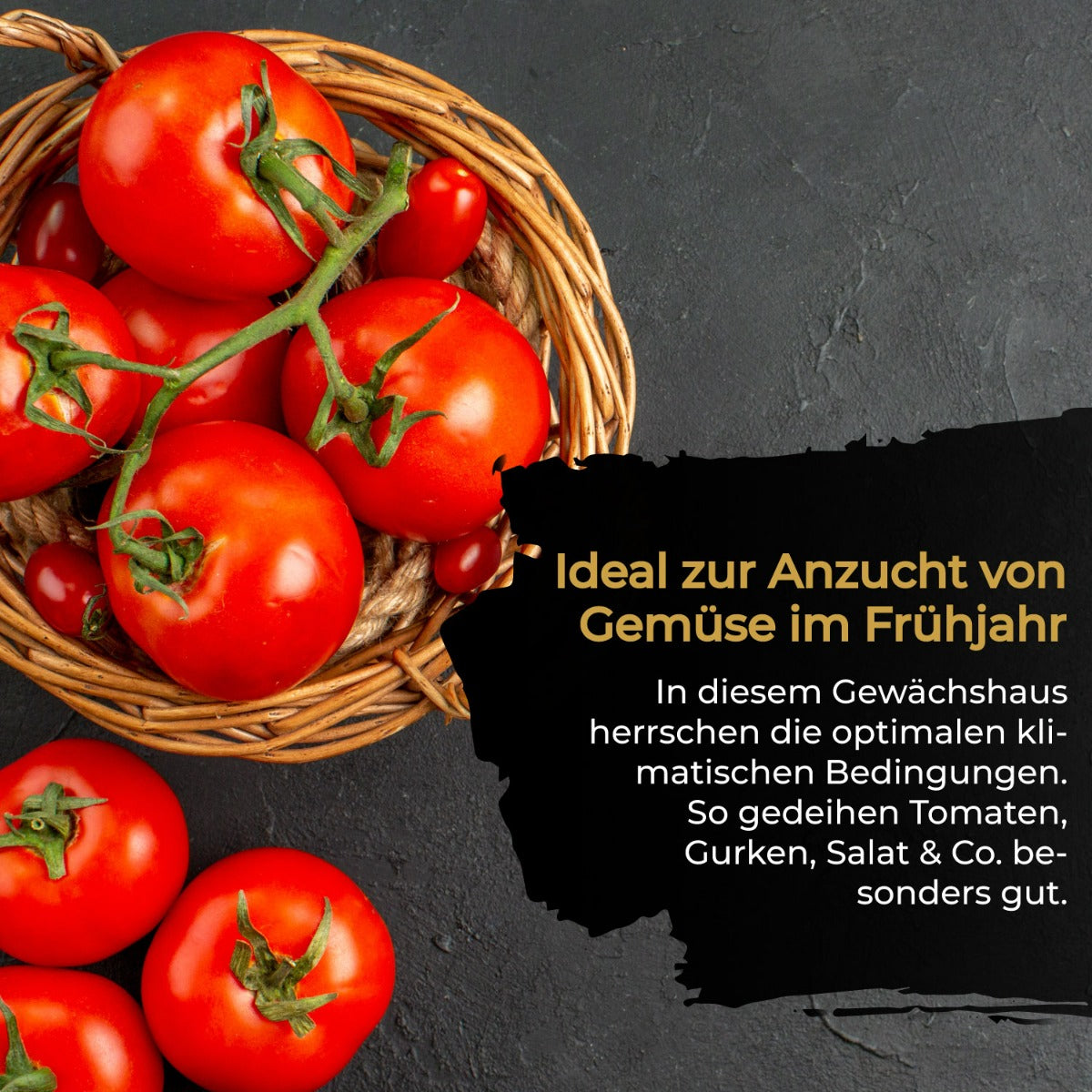 Bio Green Überwinterungszelt für Pflanzen Patioflora 80 - ideal auch zur Anzucht im Frühjahr