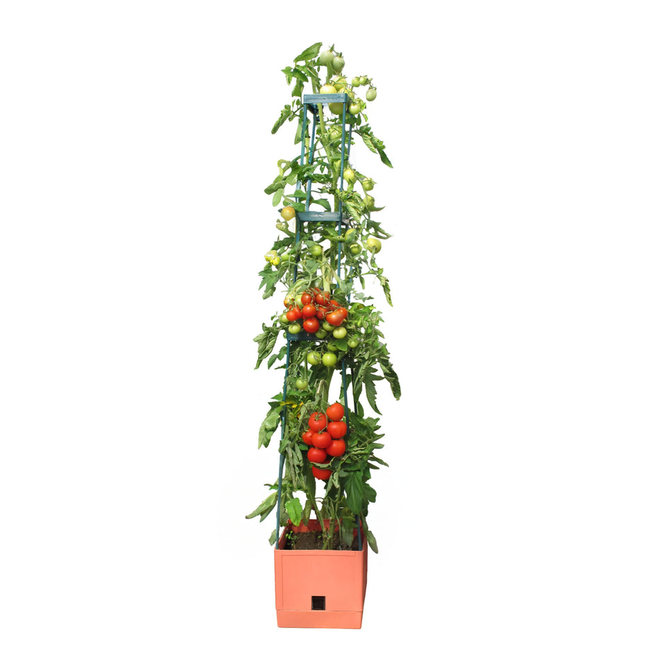 Tomaten Pflanzturm mit Rankhilfe in Terrakotta-Stil "Maxitom" 150 cm