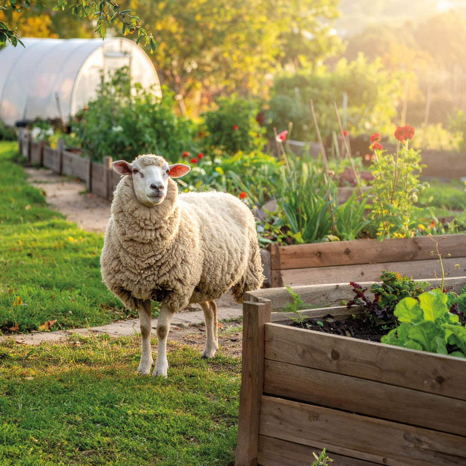 Frostschutz aus Schafswolle, dunkel, 60 cm